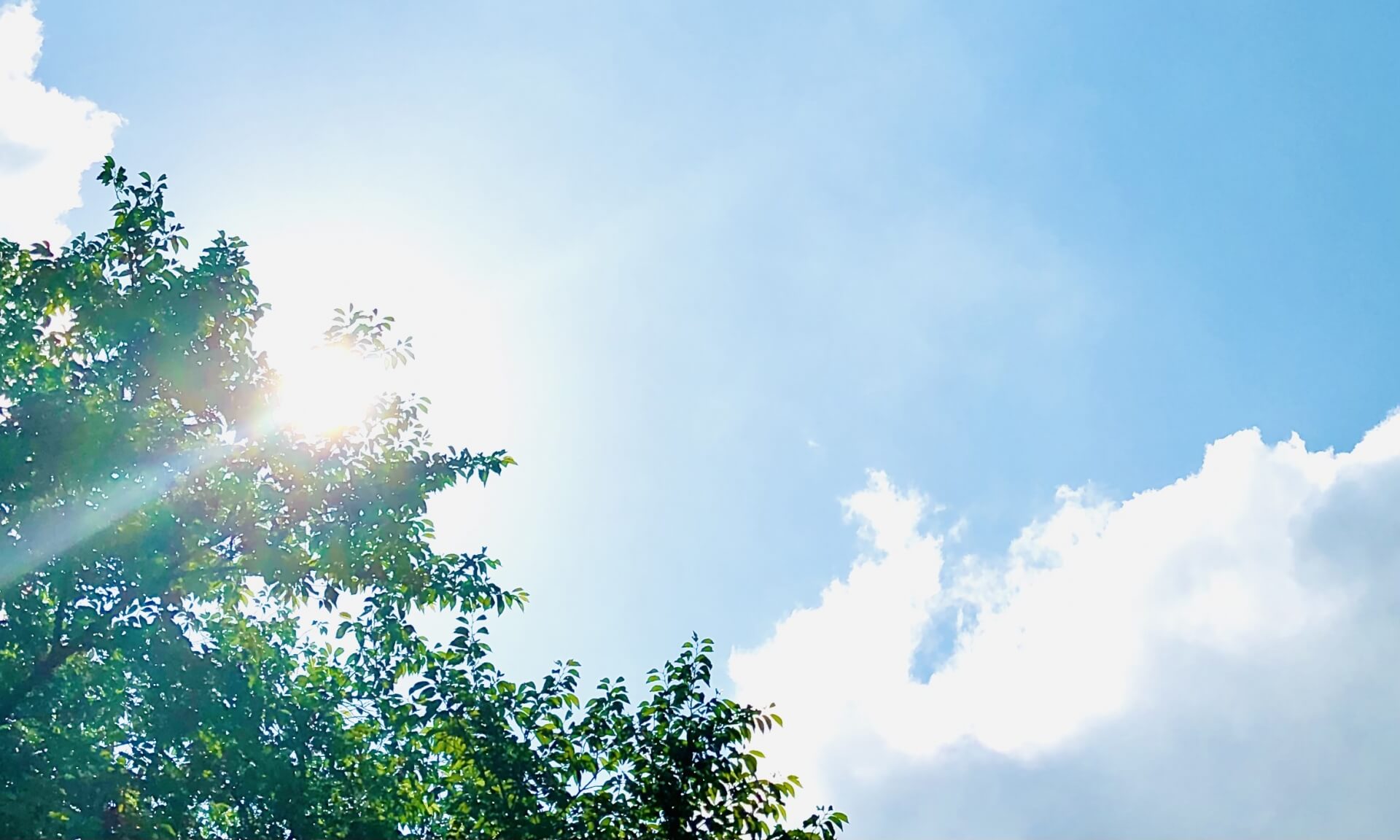 木漏れ日が差し込む青空